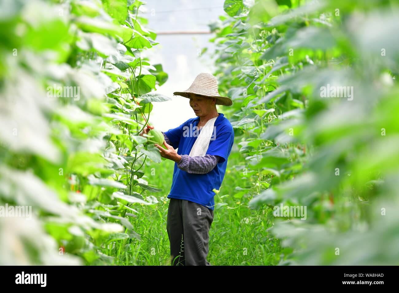(190819) -- RONGAN, Aug 19, 2019 (Xinhua) - ein Dorfbewohner prüft das Wachstum der süßen Melone in einem Gewächshaus im Dorf Gulantun Rongan Daliang County im US-Bundesstaat South China Guangxi Zhuang autonomen Region, Aug 18., 2019. Gulantun Dorf, sobald ein verarmtes Dorf, wo der Leere - nester Ältere lebte als junge Menschen außerhalb für Arbeitsplätze migriert, hat auf dem Weg zur Vitalisierung des ländlichen Raums vor allem durch die Bemühungen zur Bekämpfung der Armut, einschließlich der Entwicklung von kumquat Einpflanzen von Industrie und Gebäude des Dorfes in ein komplexes der Landwirtschaft und des ländlichen Tourismus. Darüber hinaus wird eine Reihe von Maßnahmen wurden Stockfoto