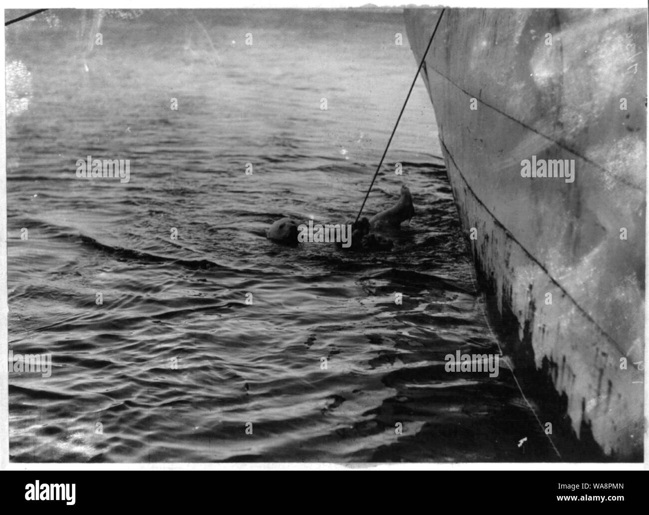 Erfassen von Eisbär lebendig auf der Jagd expedition Paul J. Rainey, Grönland Stockfoto