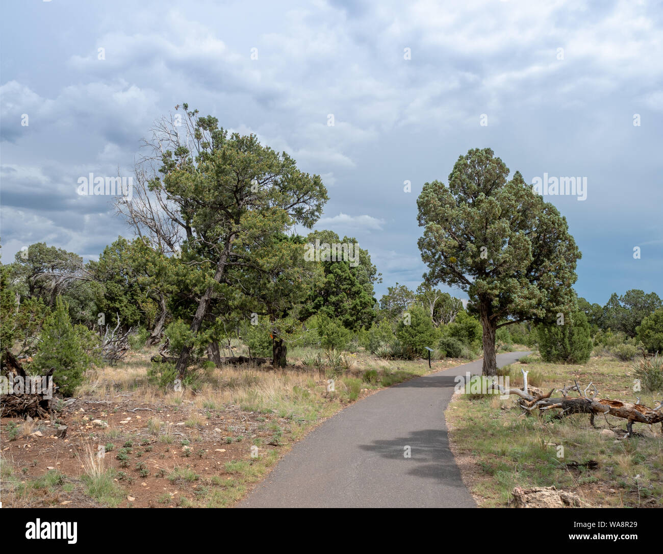 Malerische befestigte Weg in Walnut Creek National Monument, Flagstaff, Arizona, USA Stockfoto