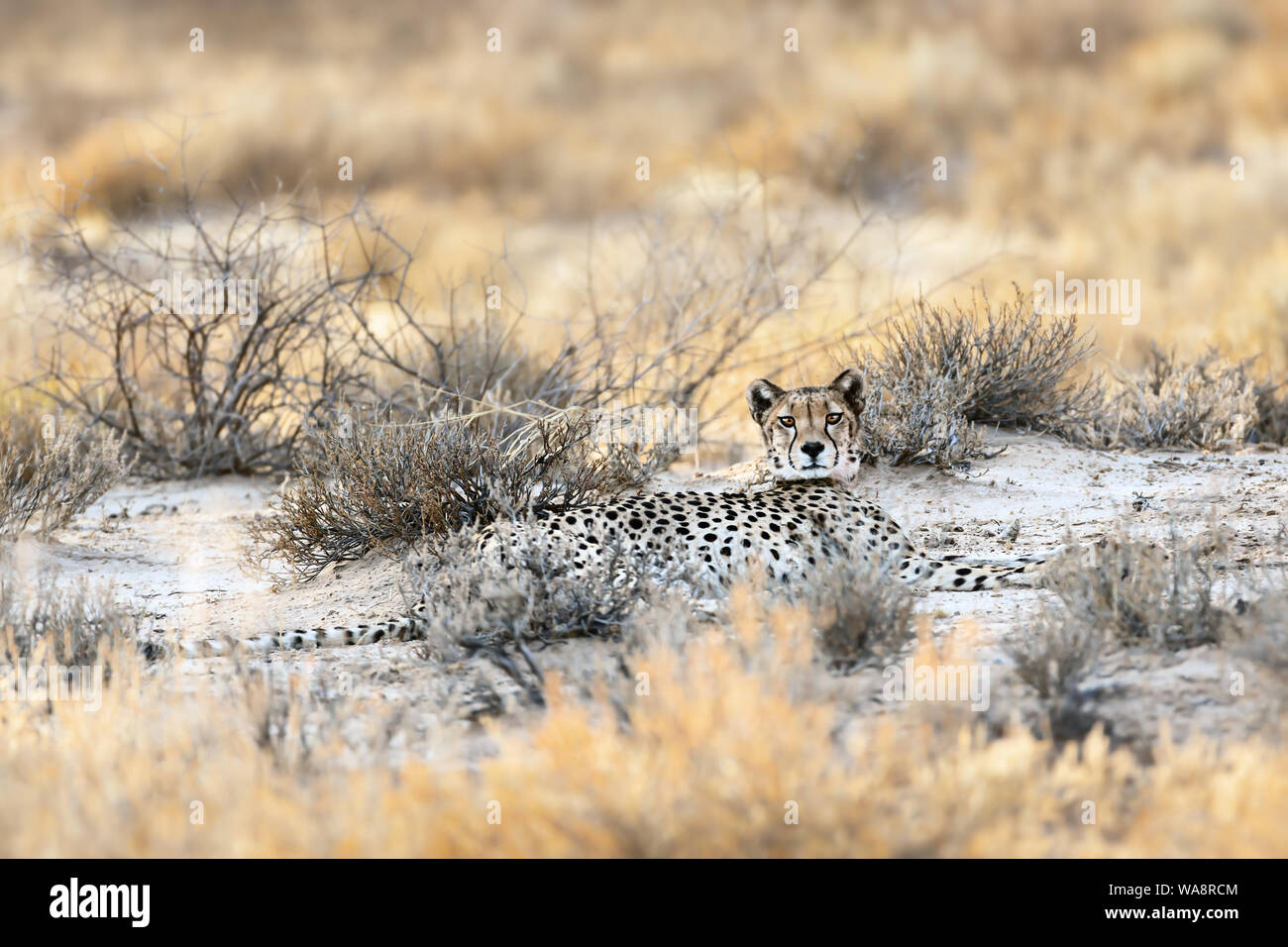 Gepardin aufliegen im Gras des Kgalagadi während der Morgen nach einer Jagd, der gerade in die Kamera schaut. Acinonyx jubatus, Stockfoto