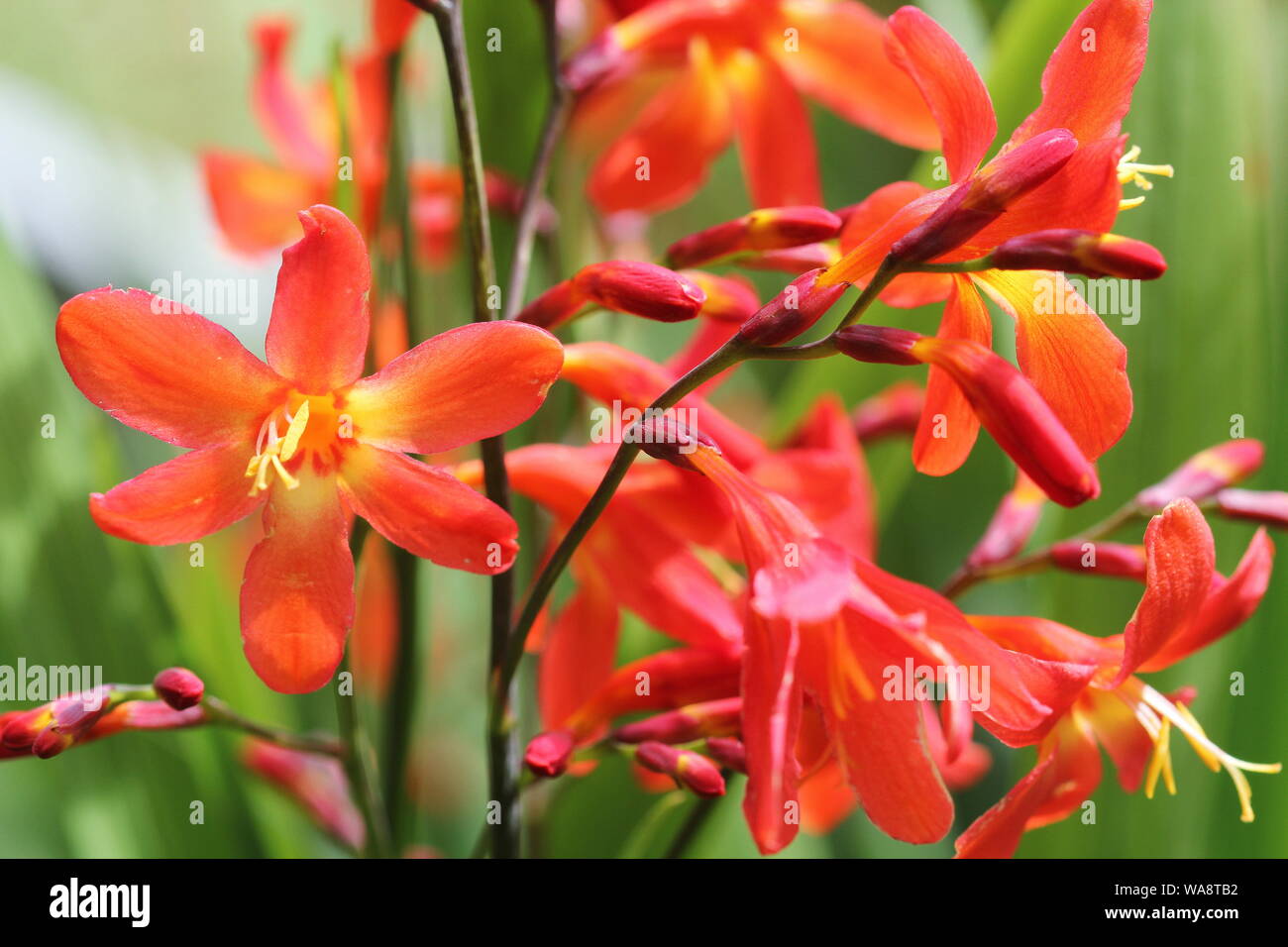 Crocosmia oder Montbretia Pflanze in Blüte mit orangen Blüten Stockfoto