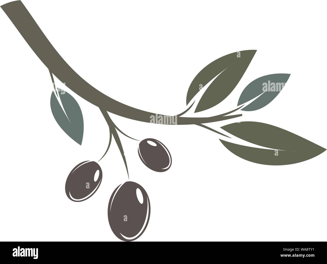 Olive Branch mit Blättern und schwarzen Früchten Vector Illustration Stock Vektor