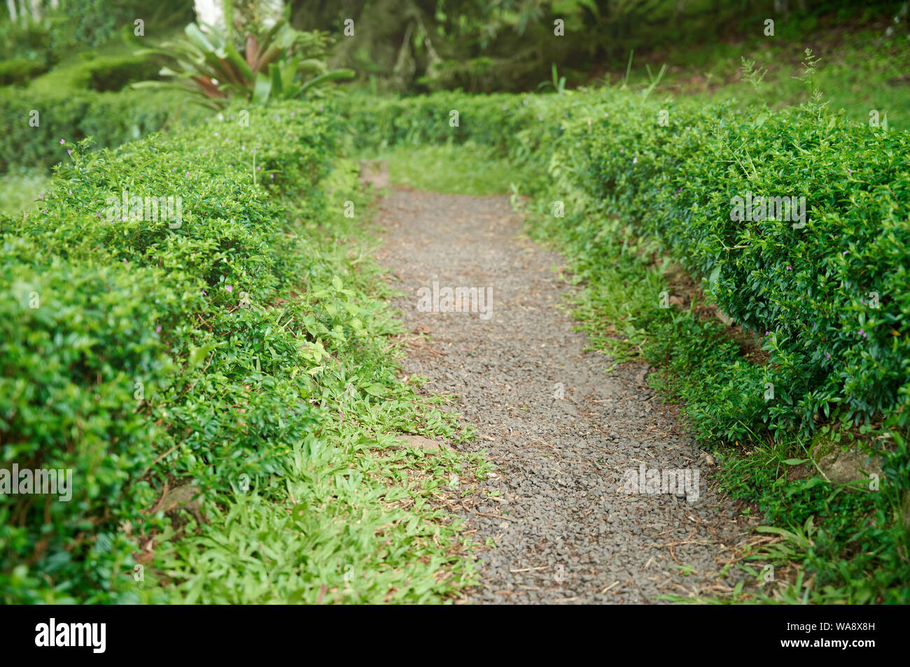 Kleiner Stein sauber Weg um Green Bush Stockfoto