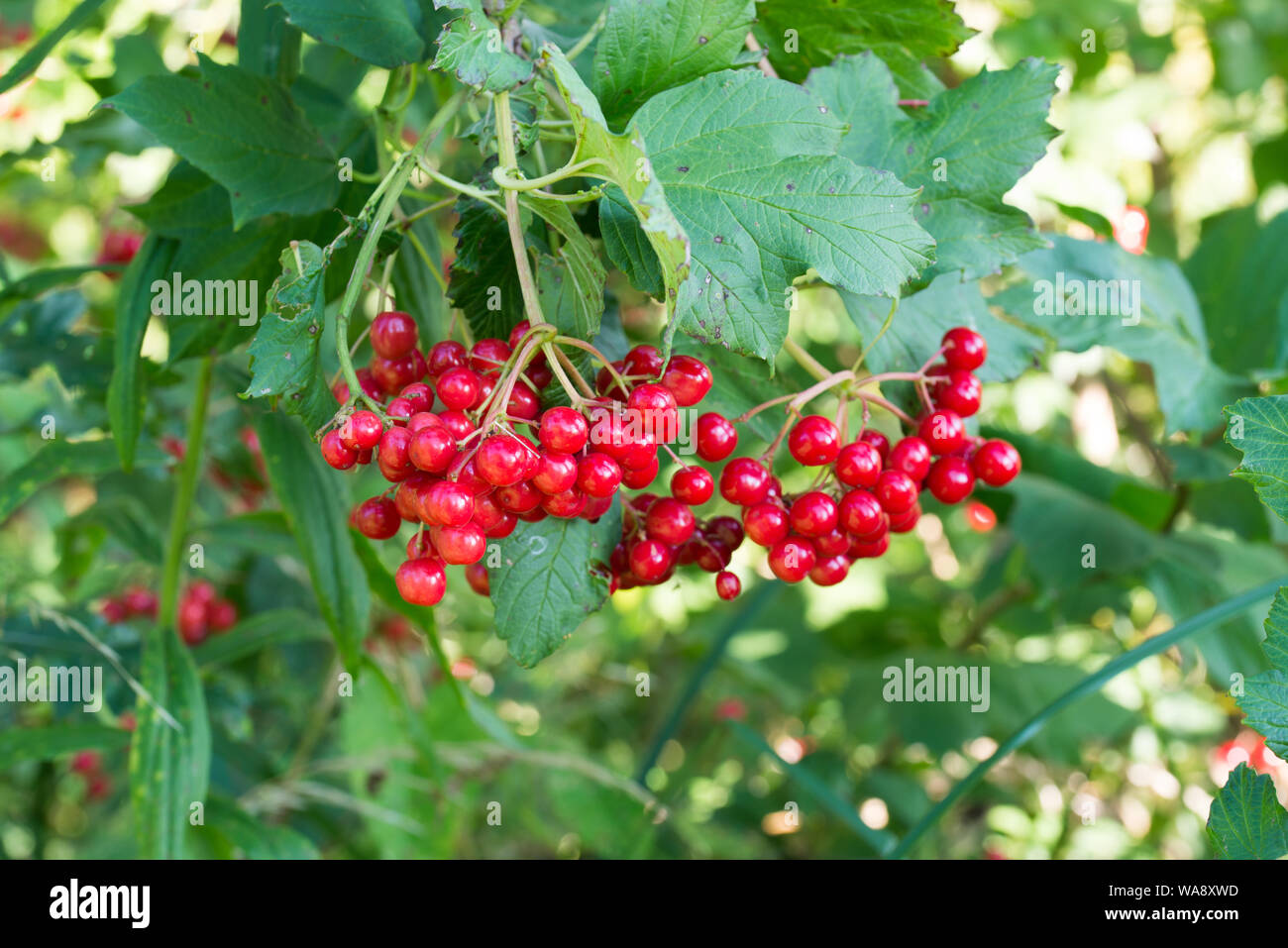 Viburnum opulus Gefüllte Schneeball - Rose oder Gefüllte Schneeball rote Beeren auf Zweig Stockfoto