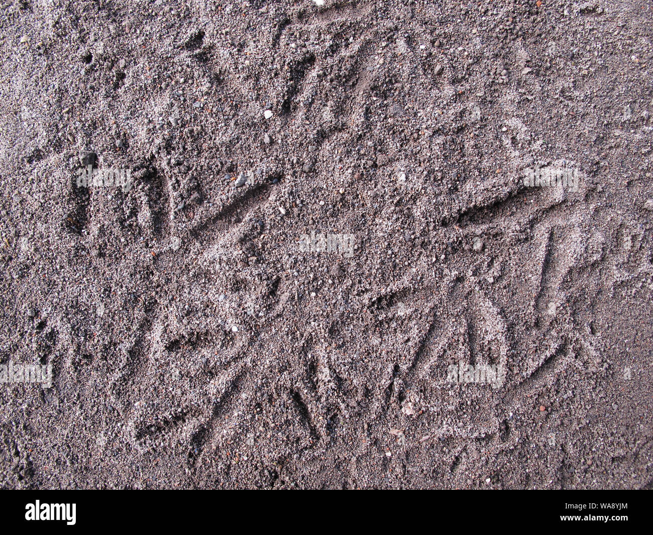 Textur Von Huhn Fussabdrucke Auf Dem Boden Stockfotografie Alamy