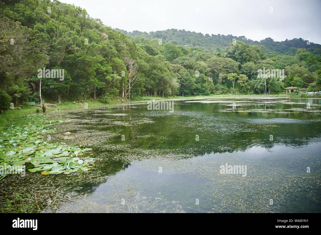 Kleiner Teich im Bergdschungel Hintergrund mit Pflanzen Stockfoto