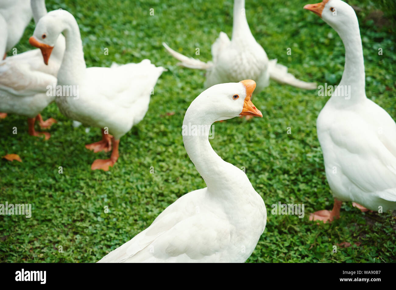 Gruppe von Weißen Gänse auf grünem Gras wandern Stockfoto
