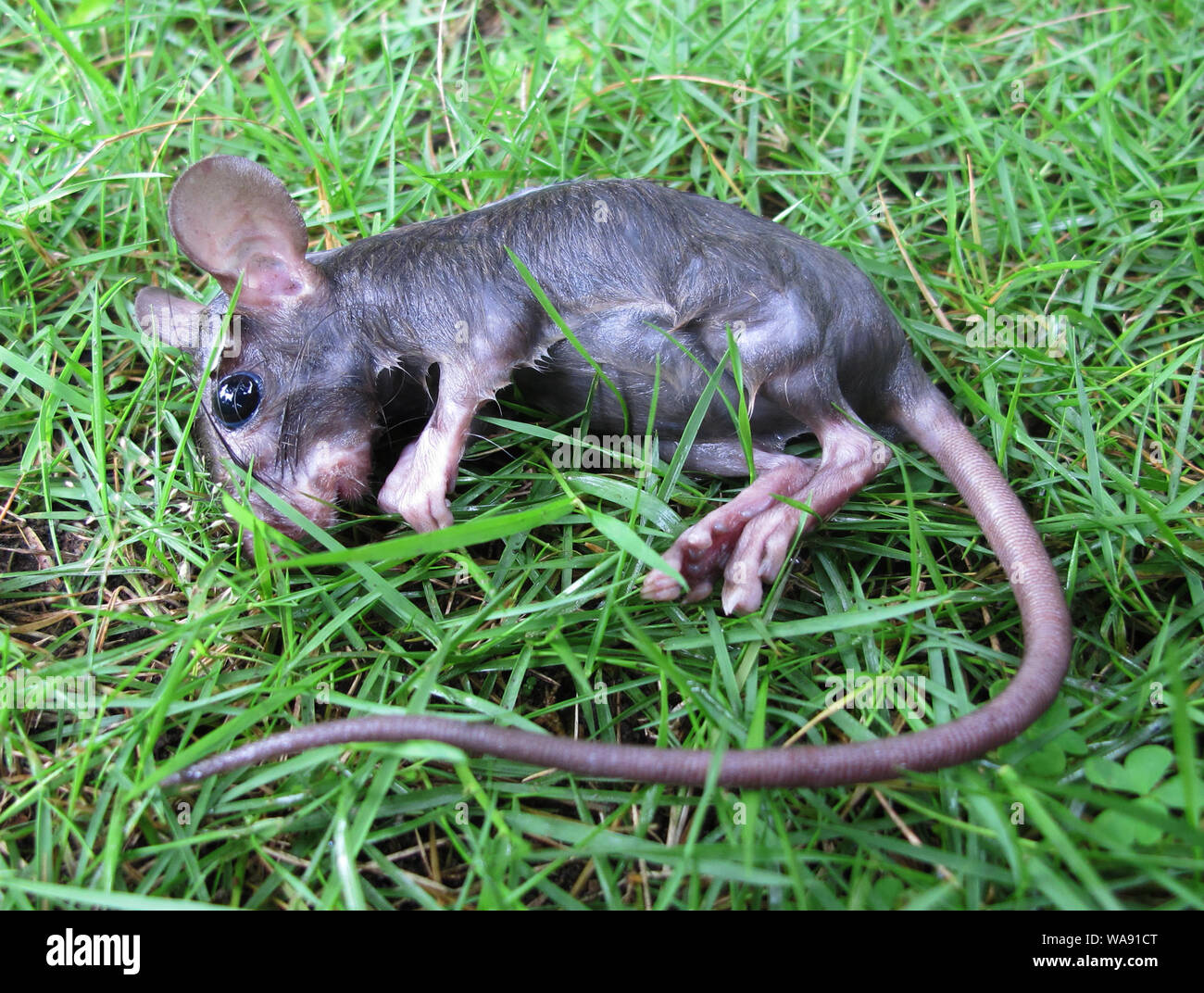 Ratte Leichen, die auf dem Gras Stockfoto
