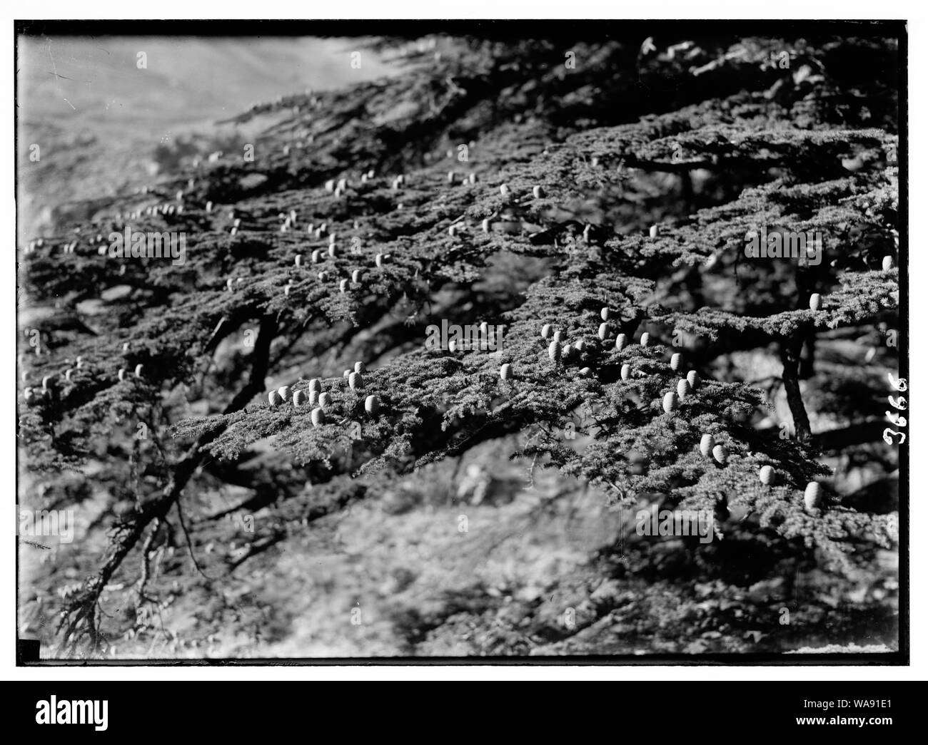 Cedar Grove. Eine zeder Ast mit den Kegeln. Kegel stehen oben Anstatt hängen Stockfoto