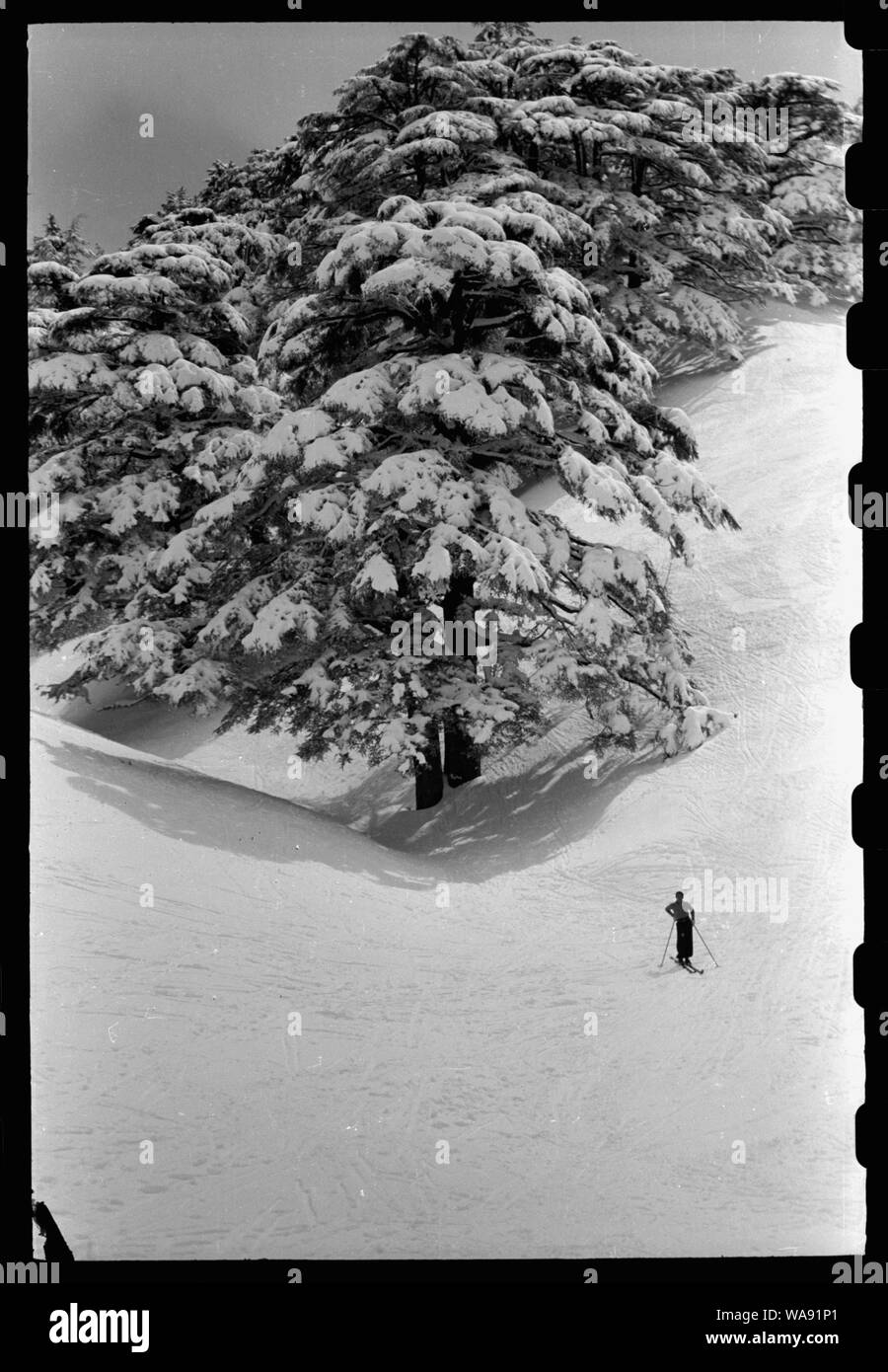 Zedern des Libanon im Schnee mit Skifahrer Stockfoto