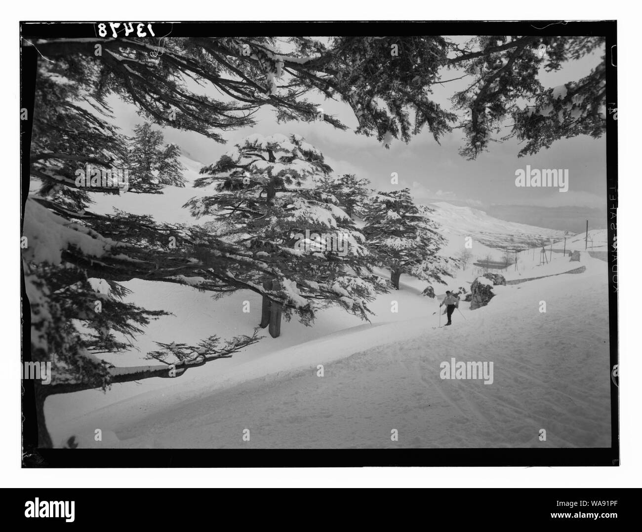 Zedern, unter Cedar Grove Stockfoto