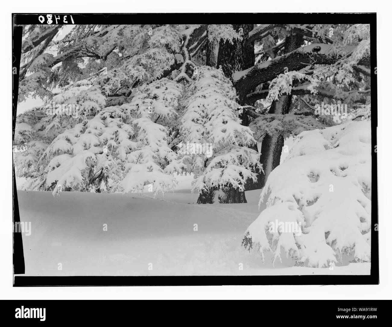 Zedern, unter Cedar Grove Stockfoto