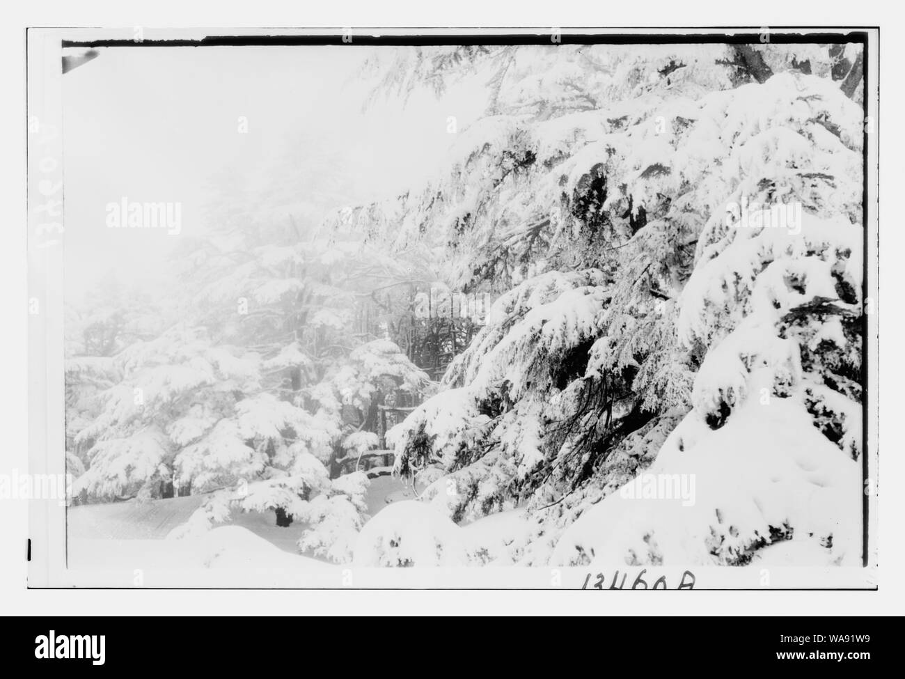 Zedern, Nebel Szene in die verschneite Cedar Grove Stockfoto