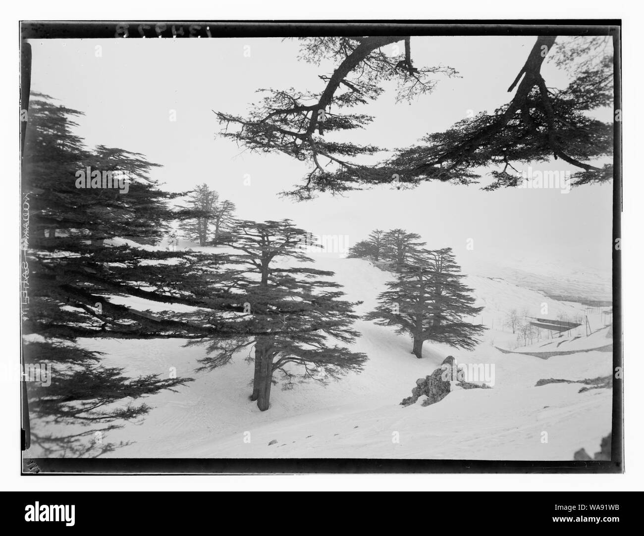 Zedern, Zeder ohne Schnee auf den Bäumen Stockfoto