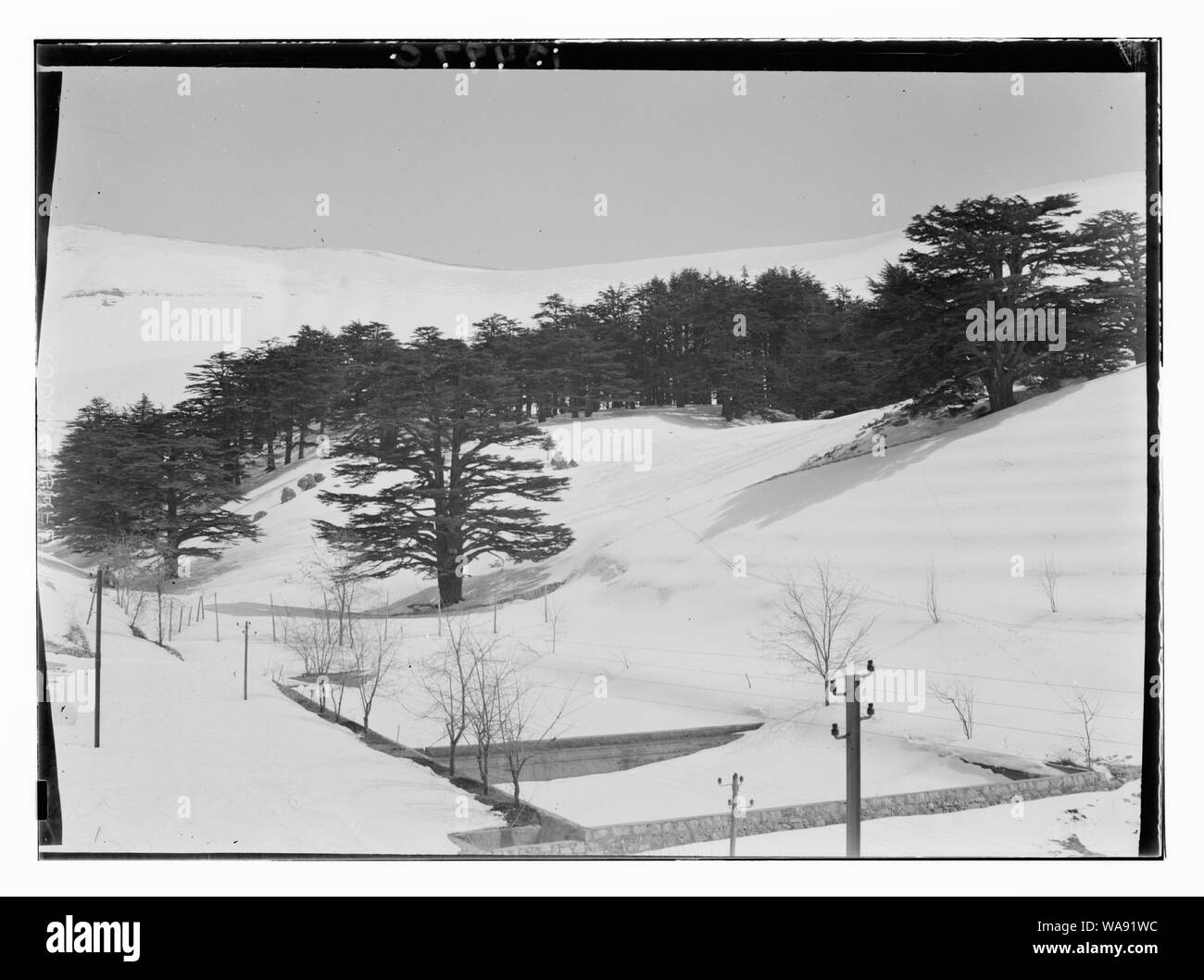 Zedern, Zeder ohne Schnee auf den Bäumen Stockfoto