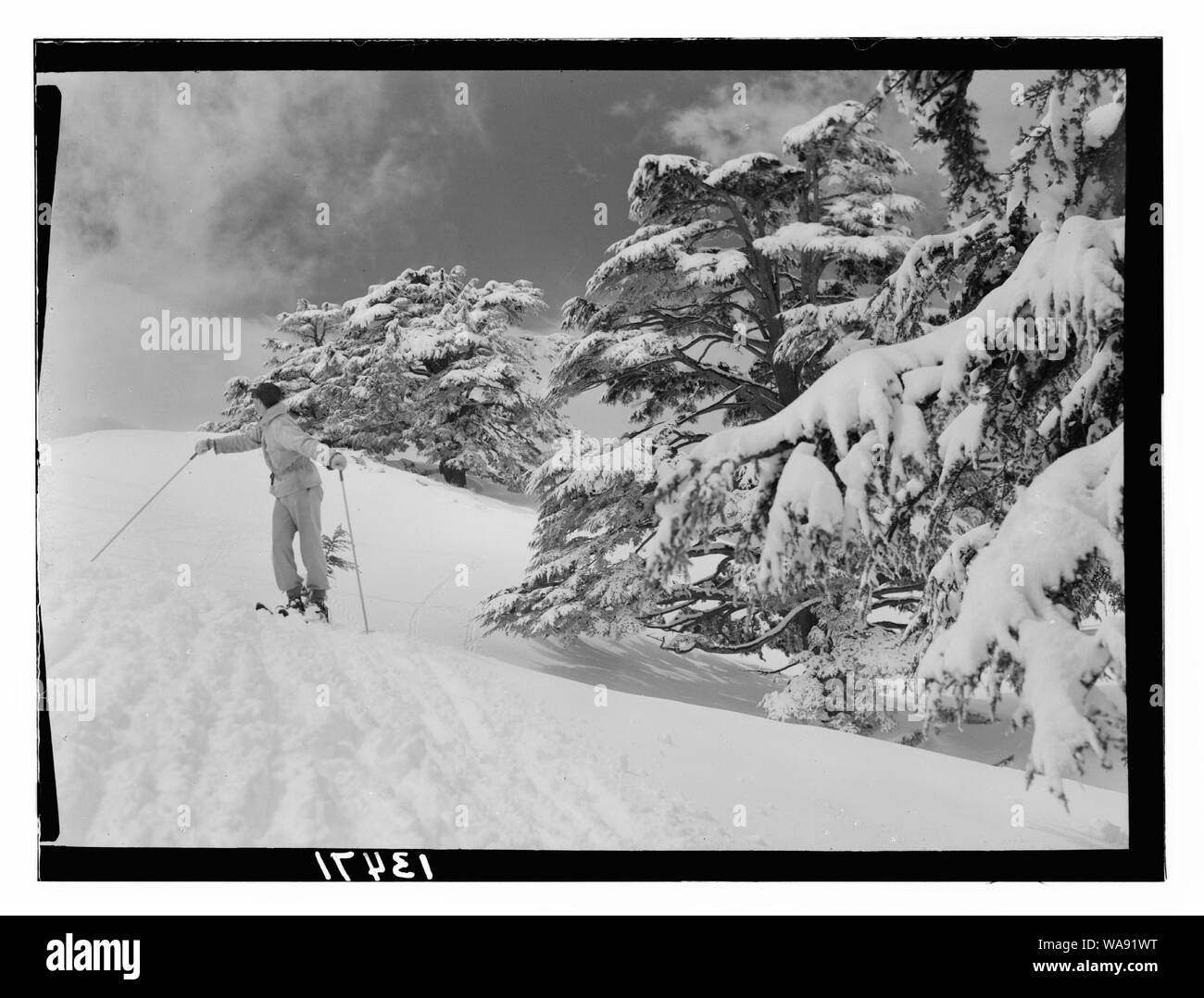 Zedern, Skifahren im Grove Stockfoto