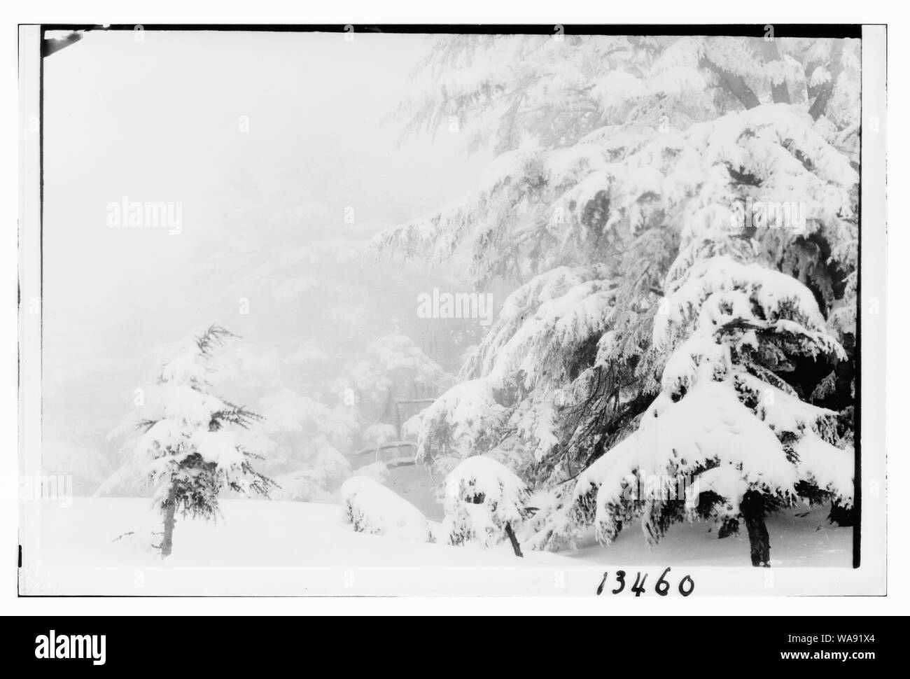 Zedern, Nebel Szene in die verschneite Cedar Grove Stockfoto