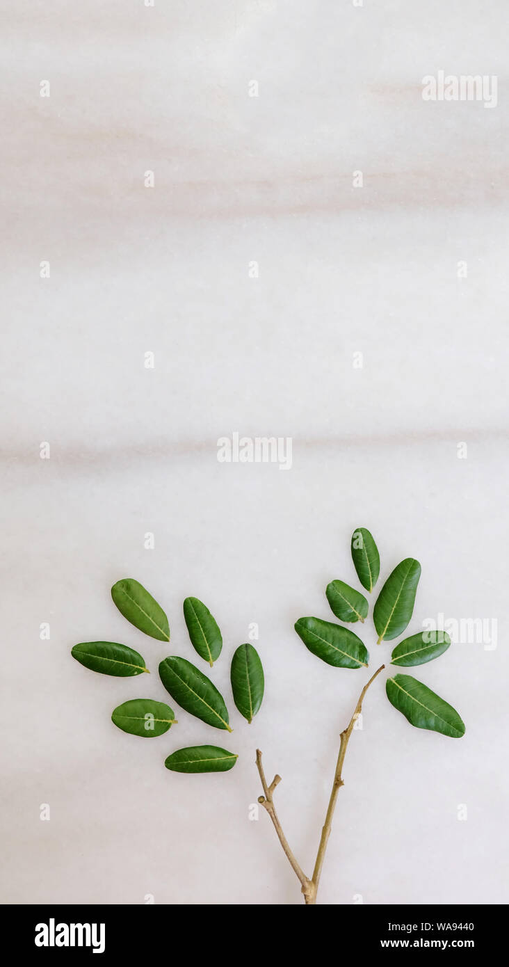 Vertikale flach Grün longan Blätter und Zweige in der Form eines kleinen Baumes, auf dem Marmor Oberfläche. Freien Platz am oberen Teil. Stockfoto