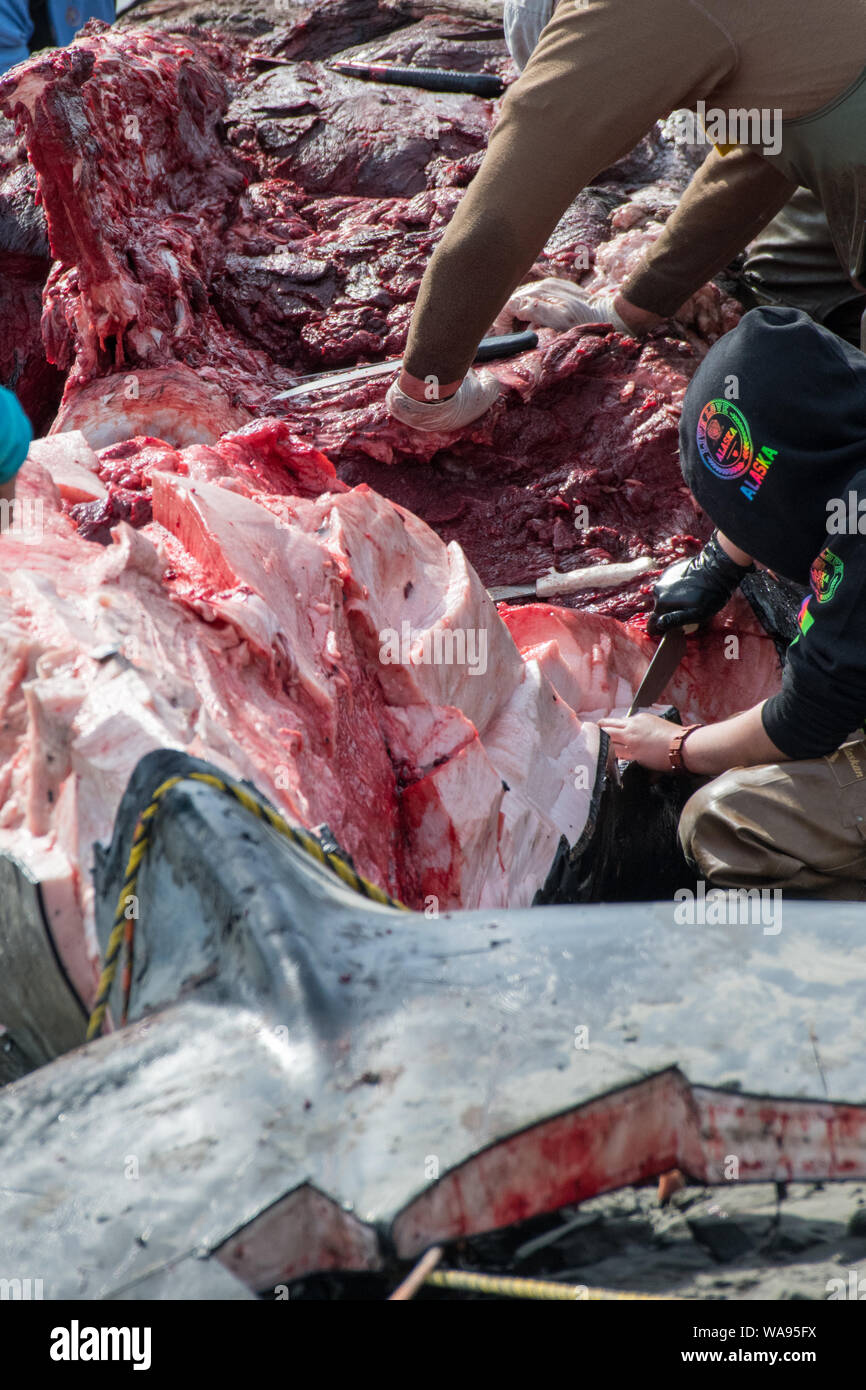 Native Alaskans Ernte tote Buckelwal Tierkörper unter der Aufsicht von NOAA Wiederum Arm in der Nähe von Anchorage, Alaska. Stockfoto