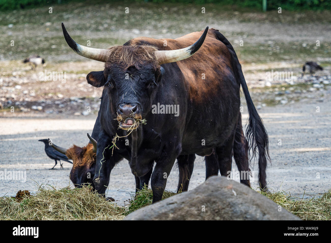 Heckrinder, Bos primigenius Taurus oder auerochsen im Zoo Stockfoto