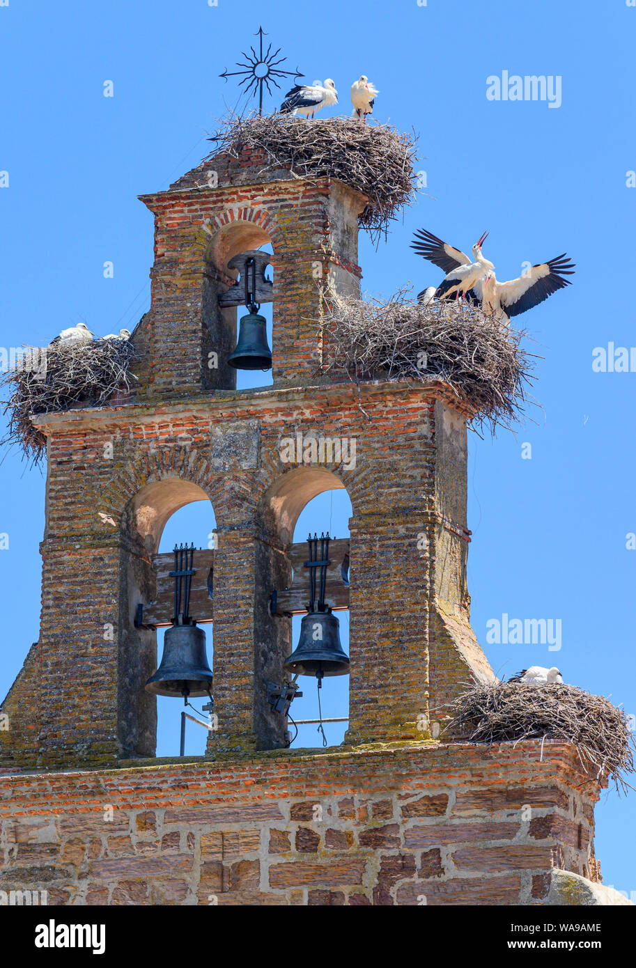 Weißstörche (Ciconia ciconia) brüten in einer Kirche Glockenturm, Tabara, Provinz Zamora, Castilla y Leon, Spanien. Stockfoto