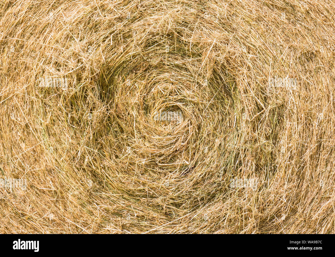 Winter Futter für Rinder, ein Spiralkabel Heu Ballen. Herefordshire UK. Juli 2019 Stockfoto