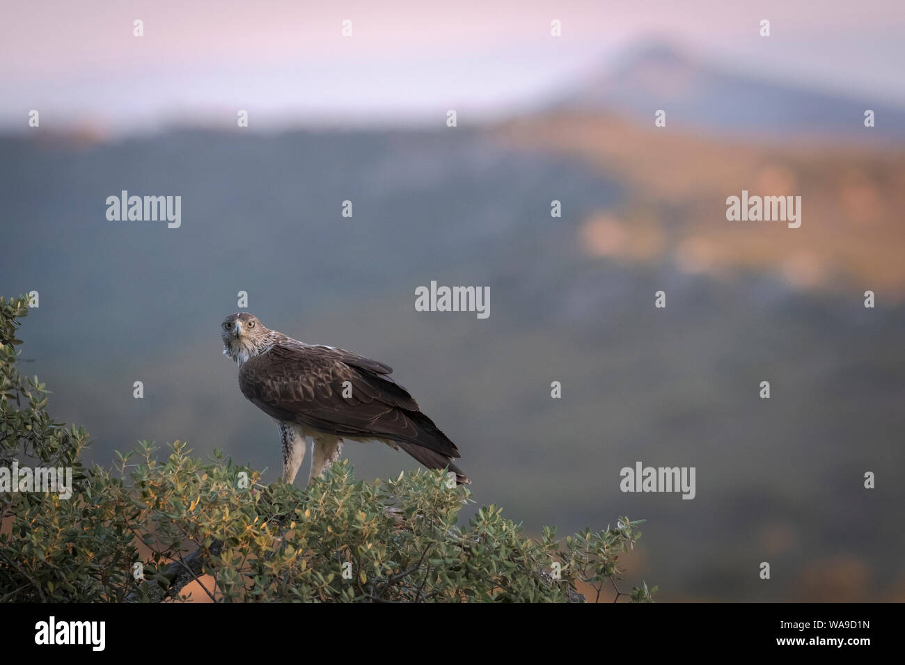 Bonelli's Eagle (Aquila fasciata) erwachsenen männlichen auf Steineiche Baum gehockt (Quercus ilex). Der Extremadura. Spanien. Stockfoto