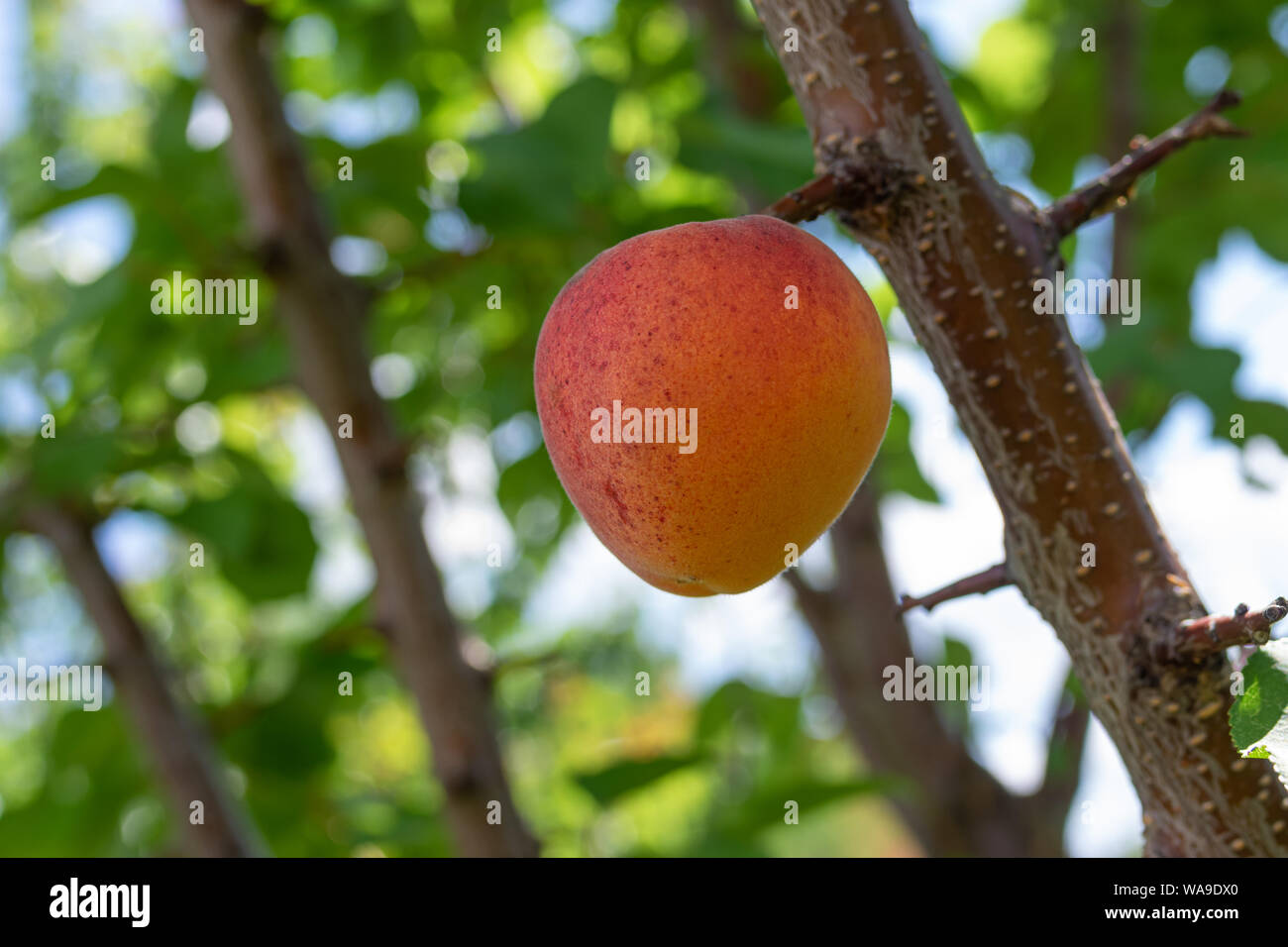 Lonely Bio-obst auf apricot Zweig close-up Stockfoto