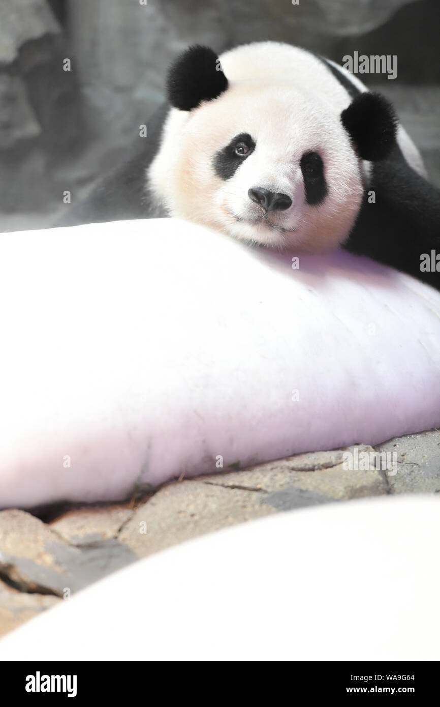 Der Panda Lange Lange liegt auf einem riesigen eisblock an Chimelong Safari Park in Guangzhou City, die südchinesische Provinz Guangdong, 12. Juli 2 abkühlen lassen Stockfoto