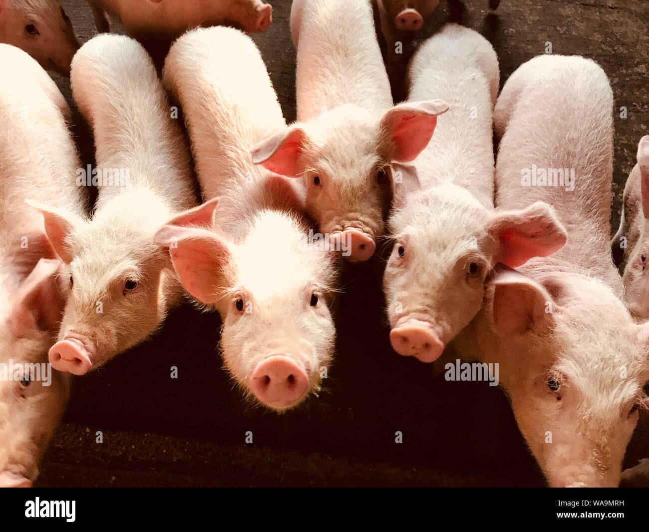 ---- Schweine sind dargestellt auf einer Schweinefarm in Shenzhen, der südchinesischen Provinz Guangdong, 4. Februar 2019. Schweinebestände schwinden und Schweinefleisch Preis Stockfoto