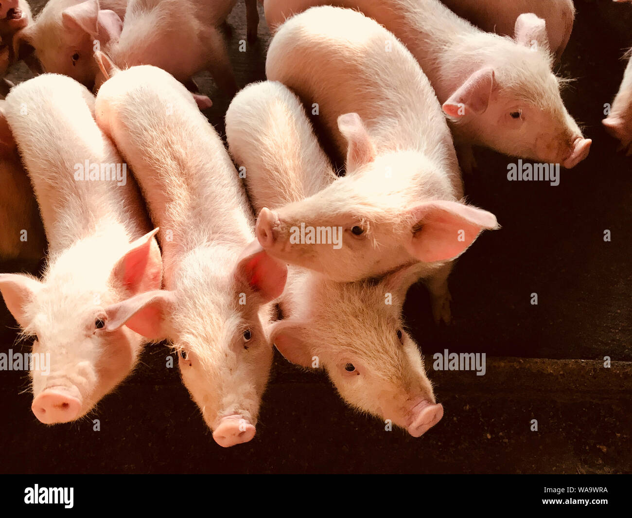 ---- Schweine sind dargestellt auf einer Schweinefarm in Shenzhen, der südchinesischen Provinz Guangdong, 4. Februar 2019. Schweinebestände schwinden und Preise für Schweinefleisch Stockfoto