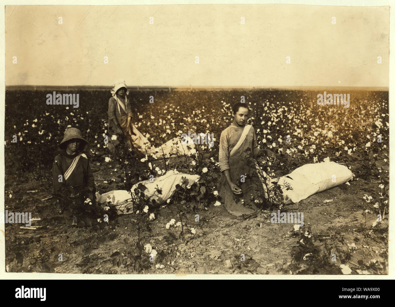 Kinder von Frau Lawrence, ein Mieter in der Nähe von Tinney, Okla. Sie gehen in die Prairie Lee Schule. Beula ist 13 Jahre alt und nimmt über 200 Pfund pro Tag, wenn die Baumwolle ist gut. Sie zieht und trägt eine Tasche, hält 50 Pfund und mehr bevor es geleert wird. Norma ist 10 Jahre alt und nimmt von 100 bis 150 Pfund pro Tag. Es zieht den Sack die oft hält 50 Pfund oder mehr vor geleert. Randall ist 9 Jahre alt und hat über 100 Pfund pro Tag - in der Regel weniger abgeholt. Er führt keine ganz so große sackful als seine Schwestern. Abstract: Fotografien aus den Aufzeichnungen des Nationalen Kinderarbeit Committee (USA) Stockfoto