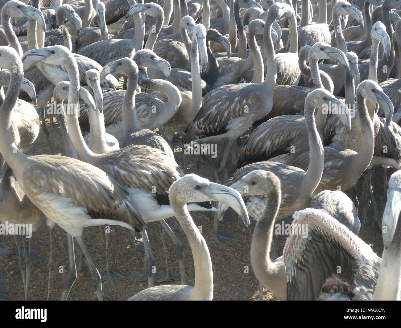 Rosa flamingo Hühner in Fuente de Piedra Malaga, Andalusien, Spanien, während der Datenerfassung für ein Klingeln im Naturschutzgebiet Stockfoto