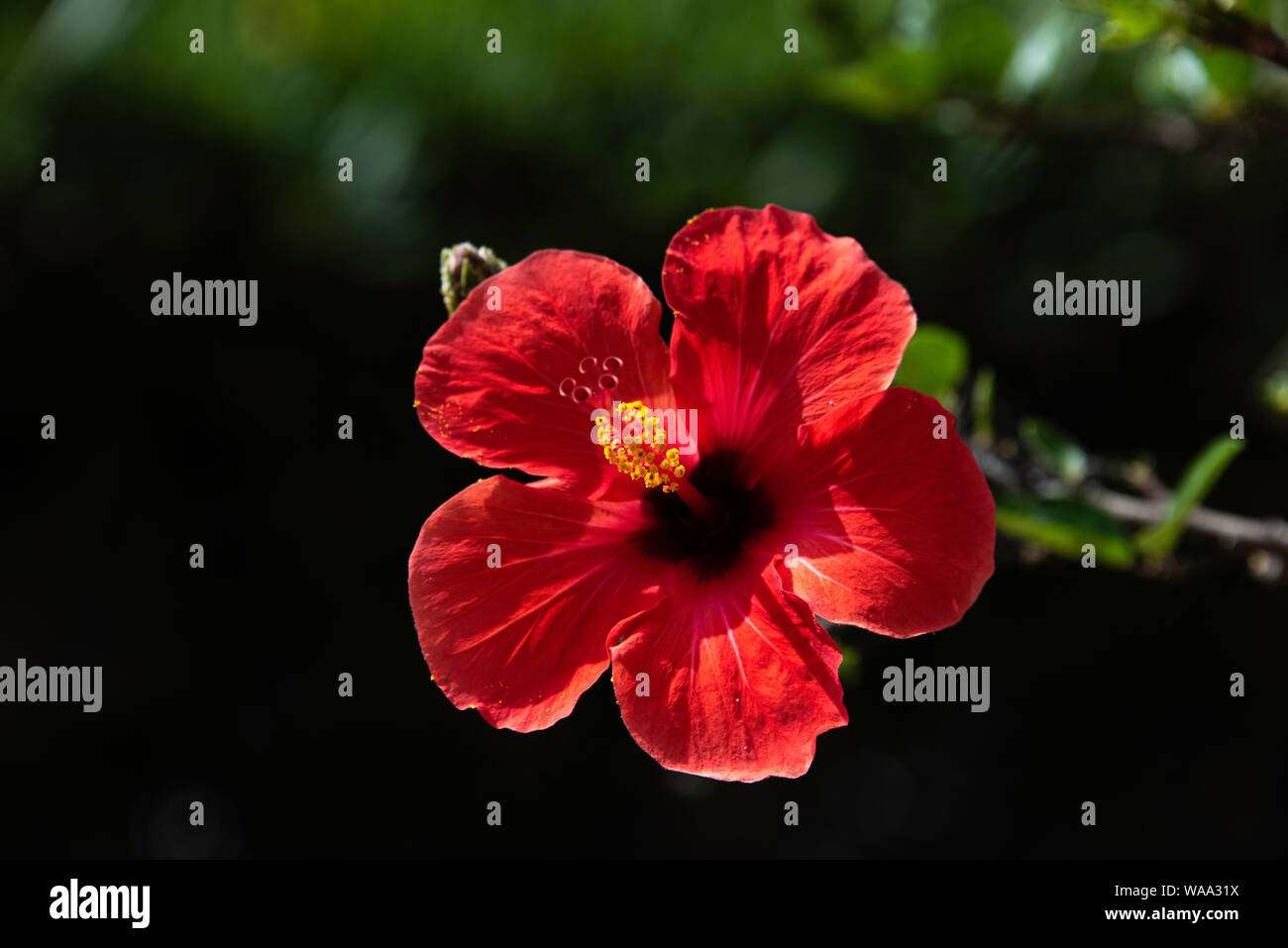 Ein roter Hibiskus Blume vor einem dunklen Hintergrund, Sizilien Stockfoto