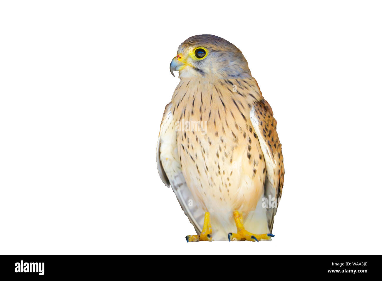 Portrait einer jungen Kestrel Falcon Falco tinnunculus closeup Stockfoto