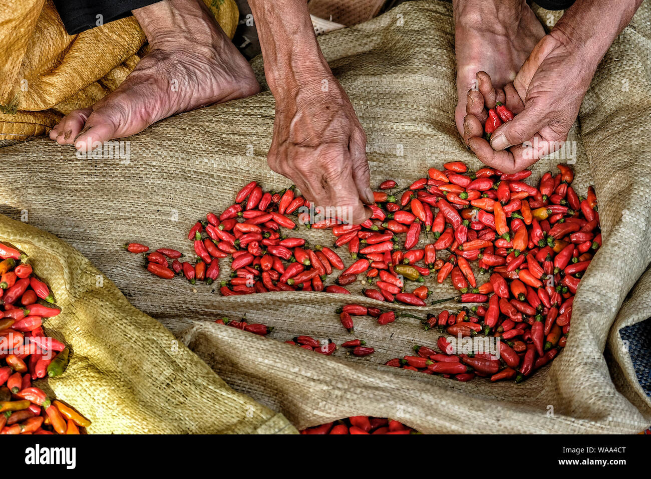 Alten vietnamesischen Mann verkaufen chili peppers in Bac Ha, Vietnam. Stockfoto