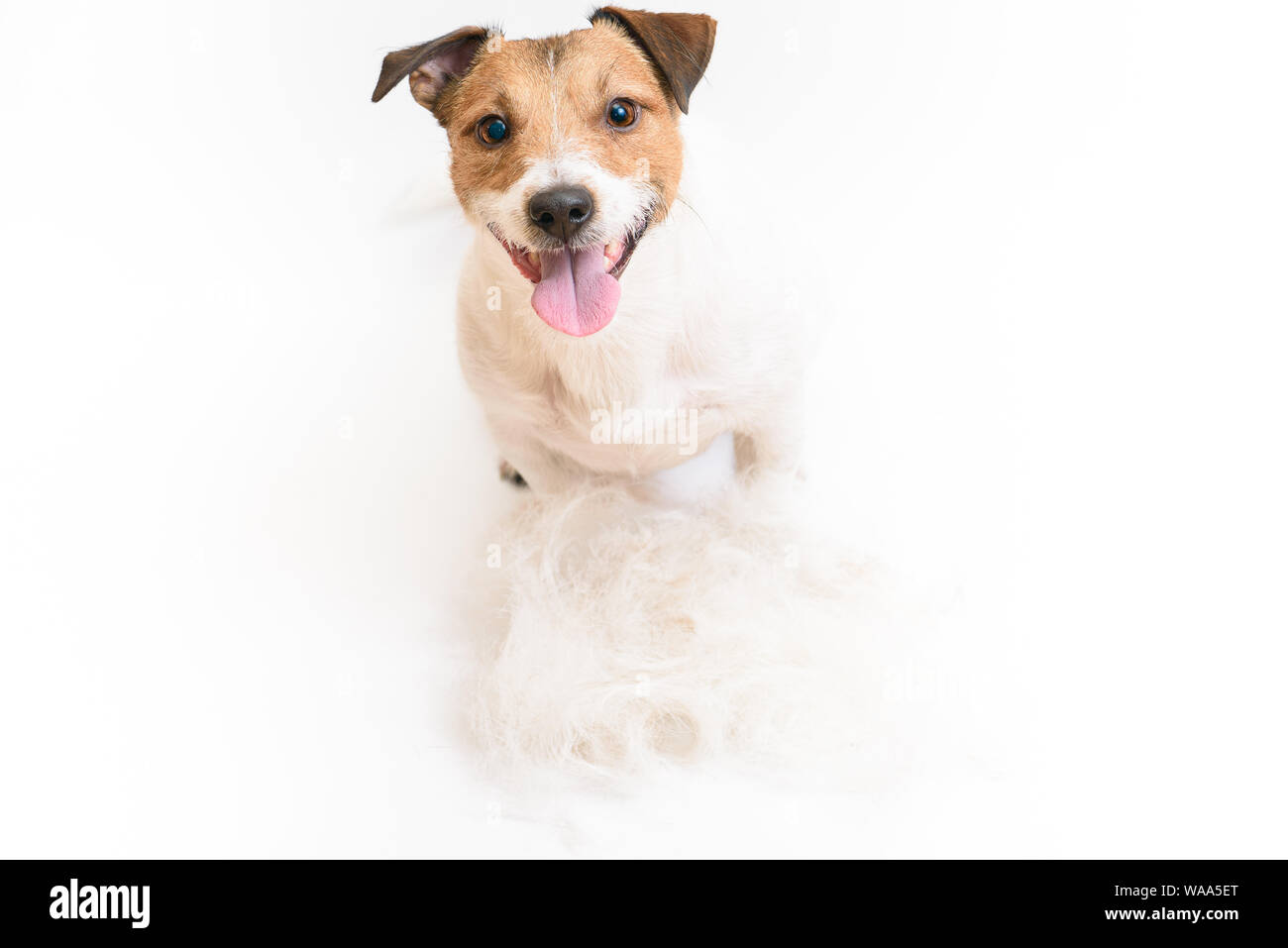 Glücklicher Hund mit Haufen Fell auf dem Boden nach Pflege Haarschnitt Stockfoto