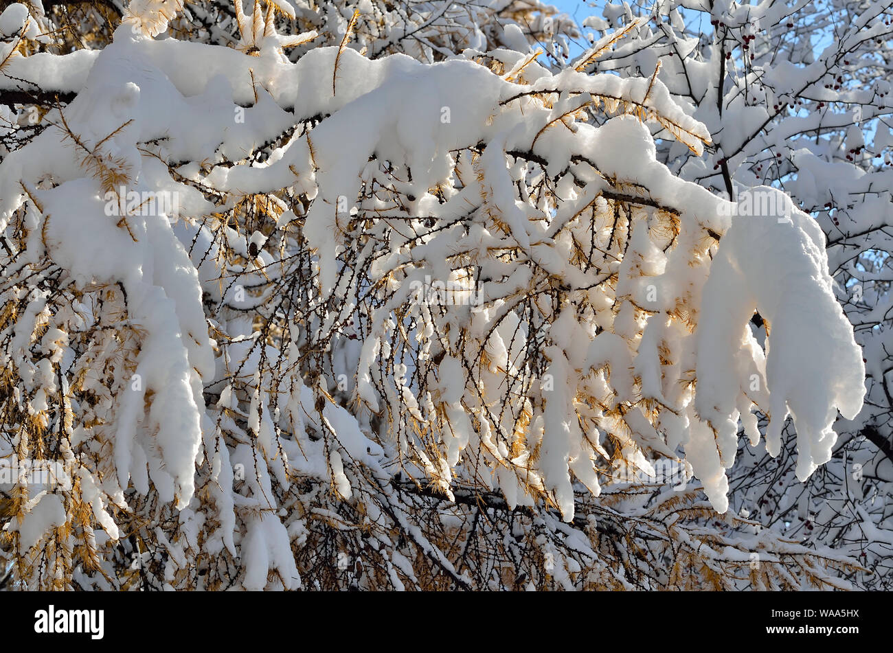 Goldenen Nadeln auf Lärche Ast mit flauschigen weißen Schnee bedeckt - frühe Winterlandschaft an Sonnenlicht. Schönen winter Szene für Kalender, Wetter Stockfoto