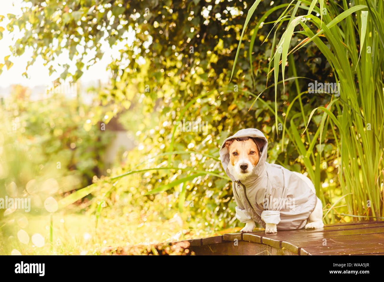 Hund tragen wasserdichte Kleidung unter leichtem Regen am sonnigen Tag sitzen Stockfoto