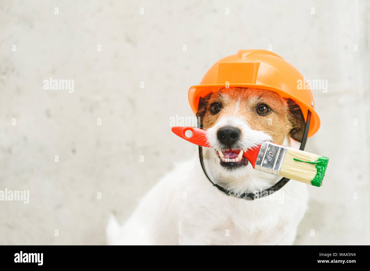 Hund als lustige Haus Maler mit Pinsel gegen die Betonwand Stockfoto