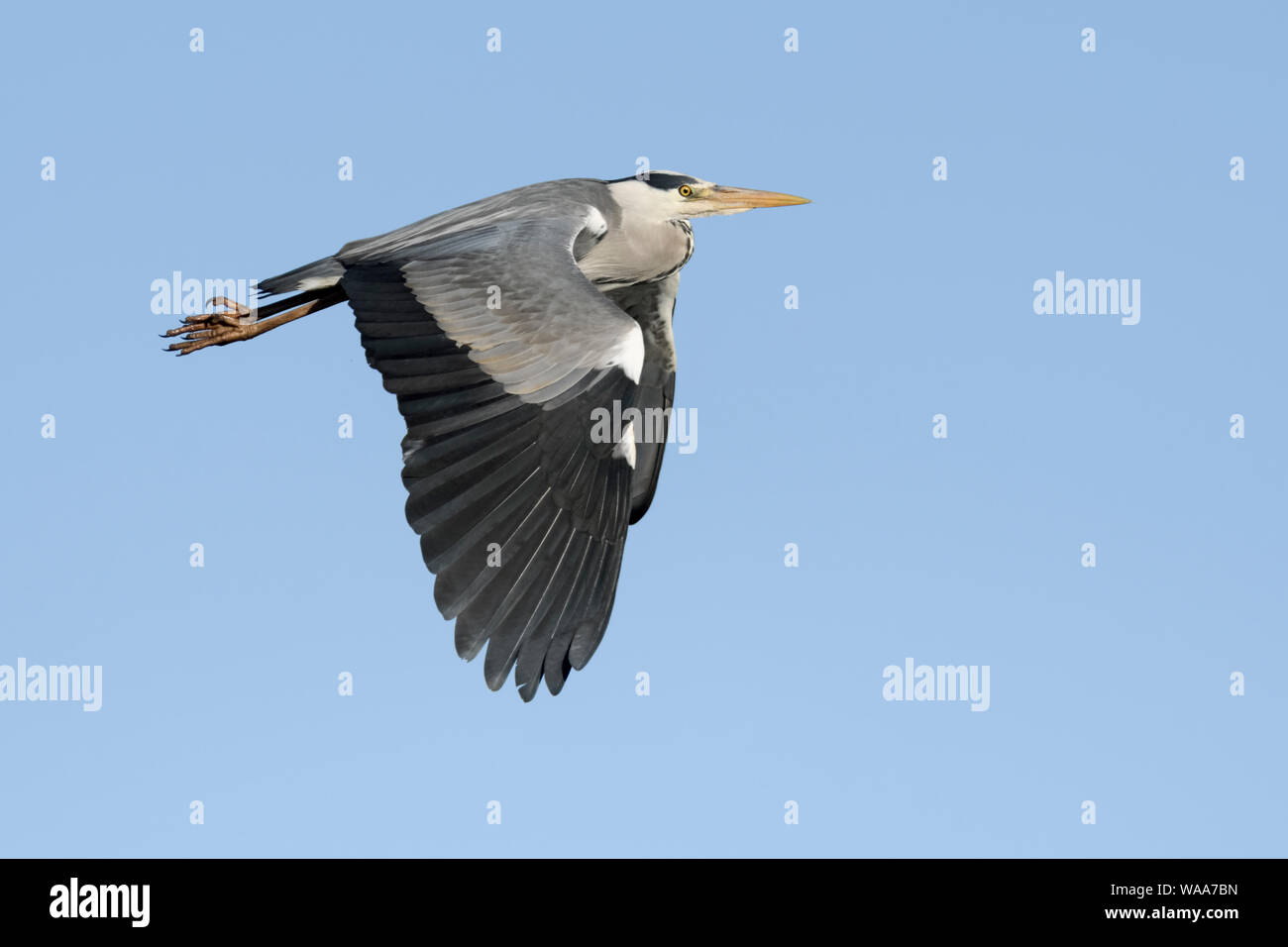 Graureiher/Graureiher (Ardea cinerea) im Flug, Fliegen, blauer Himmel, typische Flug Haltung, Wildlife, Europa. Stockfoto