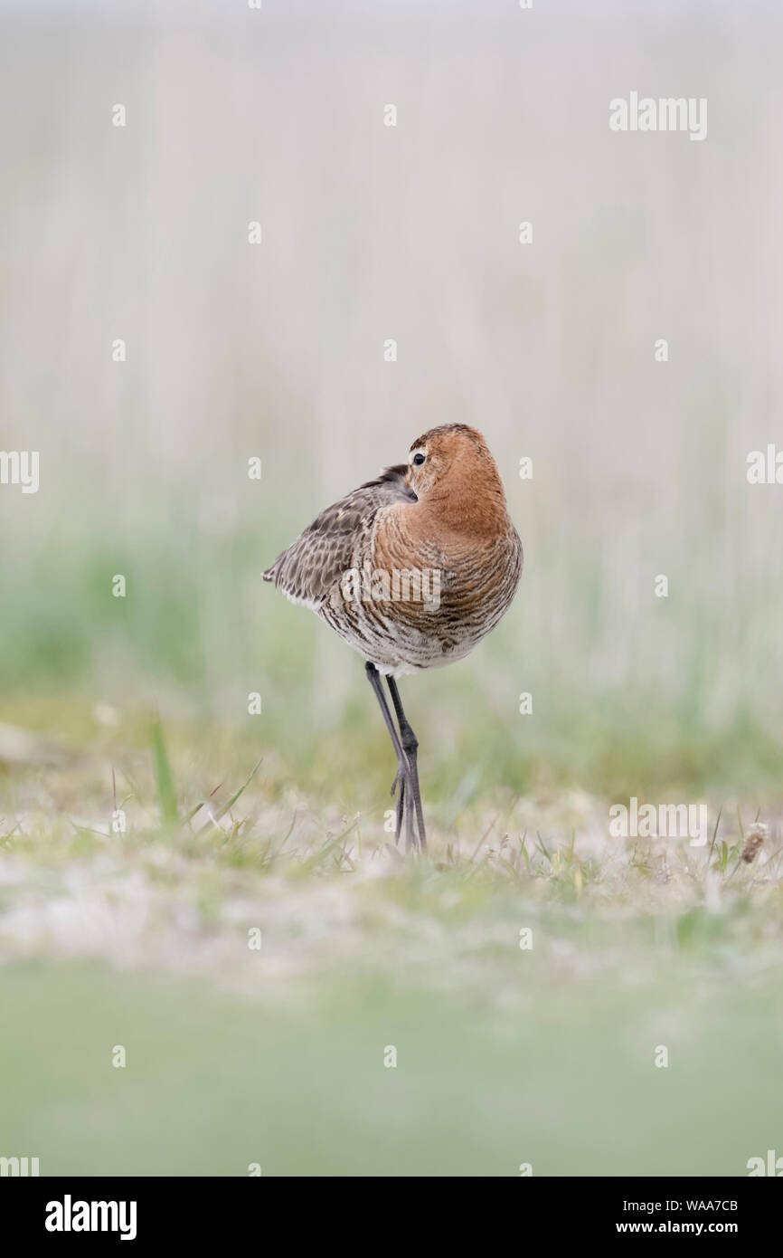 Uferschnepfe/Uferschnepfe (Limosa limosa) ruhen, schlafen mit dem Kopf auf den Rücken, Nap, verstecken, stopfte Schnabel unter Gefieder, Wildlife, Europa Stockfoto