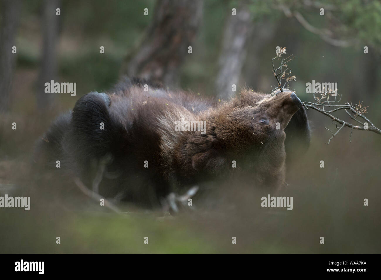 Europäische/Braunbaer Braunbär (Ursus arctos), verspielten Cub, Lügen, Rollen auf dem Rücken im Unterholz, beißen auf einem kleinen Zweig, sieht niedlich und Stockfoto