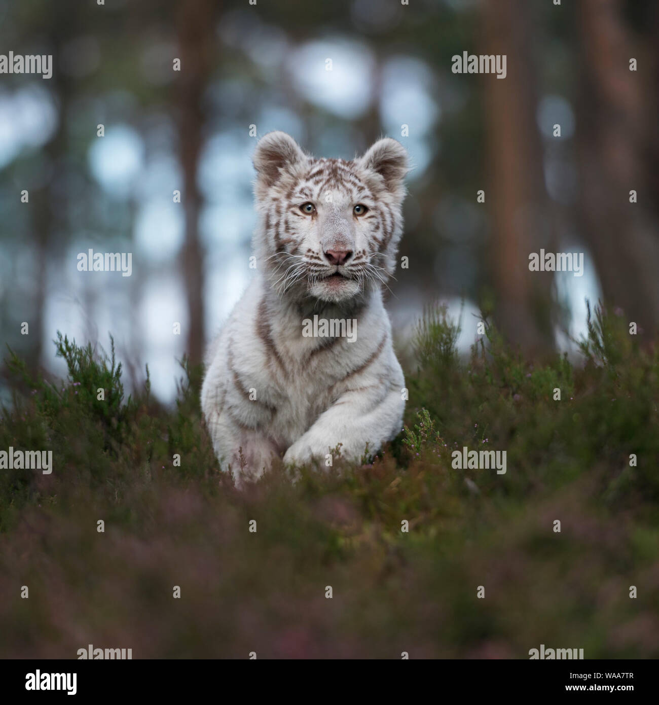 Royal Bengal Tiger/Koenigstiger (Panthera tigris), weißes Tier, schnell laufen, springen durch das Unterholz eines natürlichen Wald, frontale Ansicht. Stockfoto