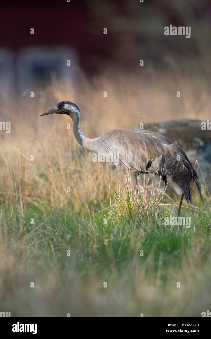Kranich/Graukranich (Grus Grus) Erwachsene in der Zucht Kleid, wandern durch eine hohe Wiese, auf der Suche nach Essen, typisch schwedische Kulisse, für Skandinavien Stockfoto