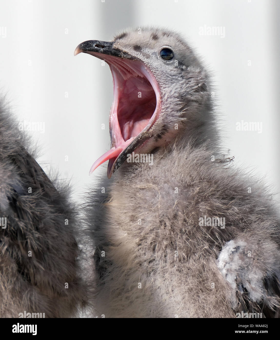 Silbermöwe Familie leben auf öffentlichen Haus Küche Dach. Stockfoto