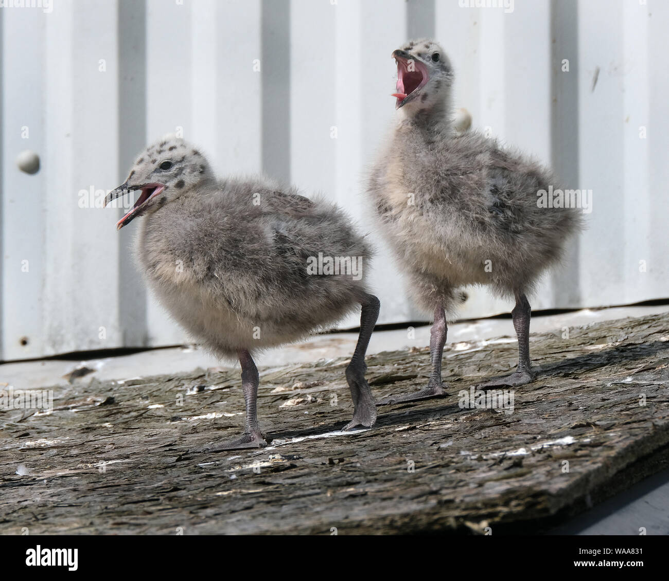 Silbermöwe Familie leben auf öffentlichen Haus Küche Dach. Stockfoto