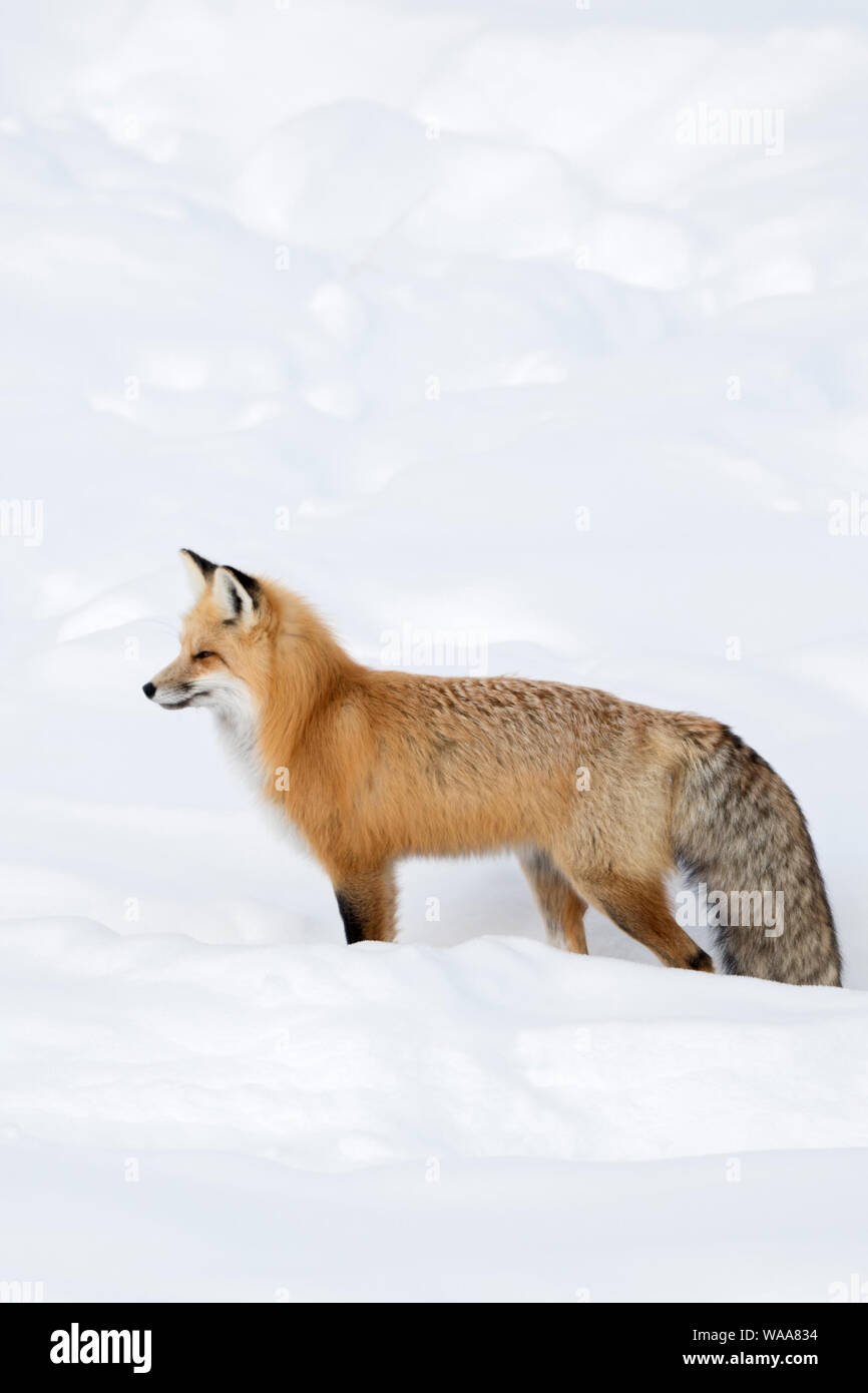 American Red Fox/Amerikanischer Rotfuchs (Vulpes vulpes fulva) im Winter, stehend, wartend in tiefem Schnee, spähen, Beobachten, Yellowstone NP, Wyomi Stockfoto