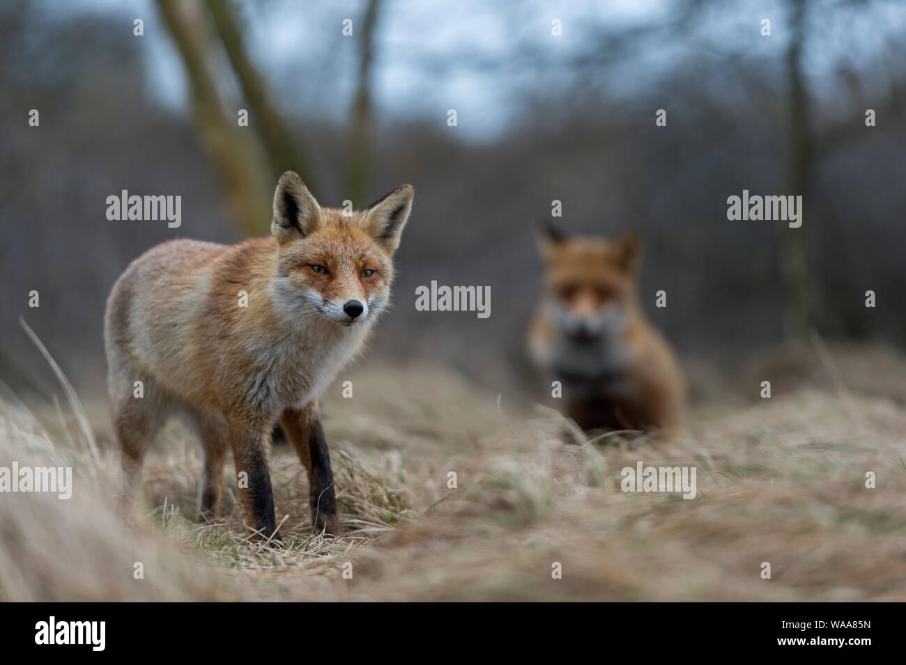 Rote Füchse/Rotfüchse (Vulpes vulpes), zwei Erwachsene, stehen, zusammen, schauen, vorsichtig, in die Büsche am Rande eines Waldes, in Europa. Stockfoto