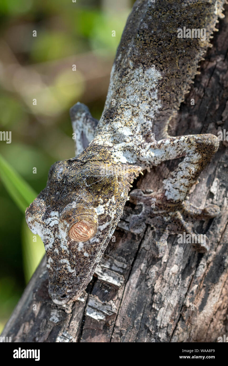 Die riesigen Leaf-tailed Gecko; Uroplatus fimbriatus, ist eine nachtaktive Reptilien bis zu 30 Zentimeter lange, dass Leben in Madagaskar endemisch. Die Tiere sind Stockfoto